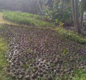 Coconut Nursery